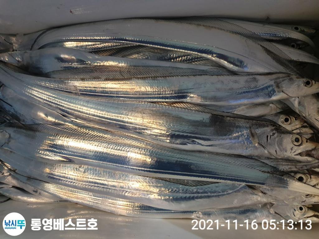 낚시뚜,갈치,풍화중부마을,통영 베스트호,낚시뚜10