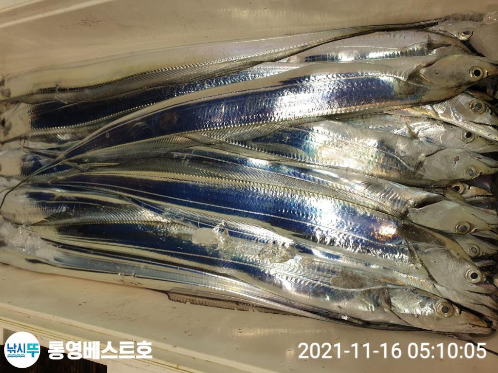 낚시뚜,갈치,풍화중부마을,통영 베스트호,낚시뚜9