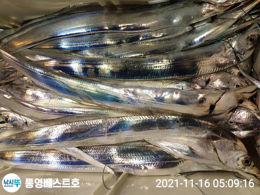 낚시뚜,갈치,풍화중부마을,통영 베스트호,낚시뚜7