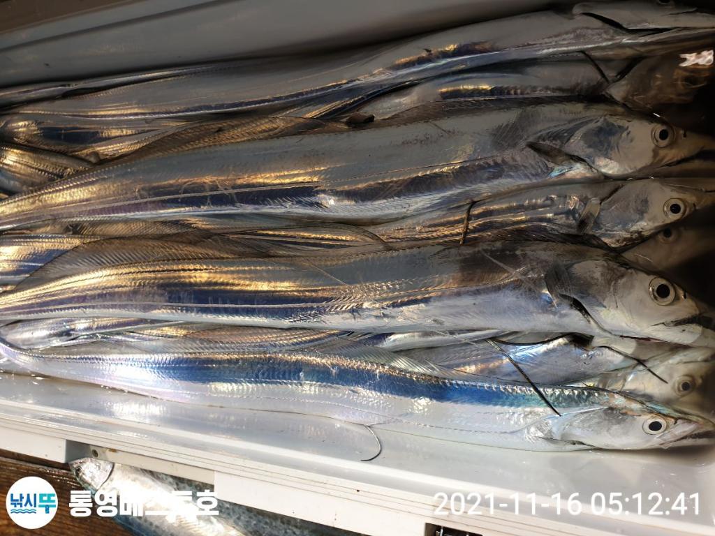 낚시뚜,갈치,풍화중부마을,통영 베스트호,낚시뚜6