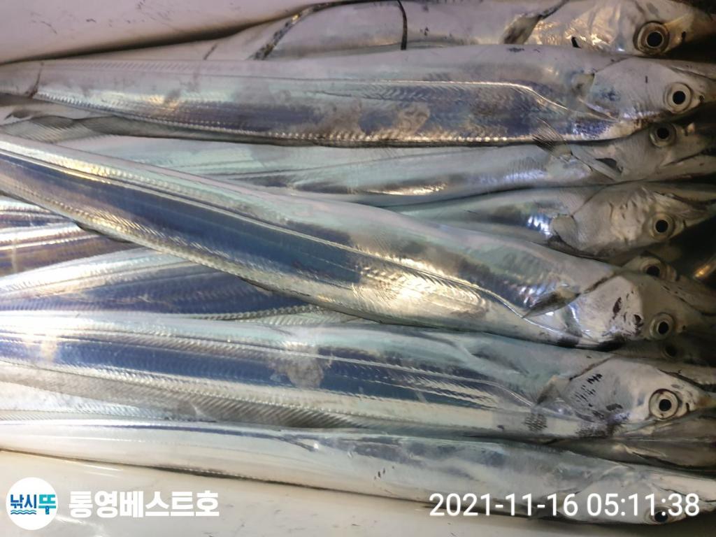 낚시뚜,갈치,풍화중부마을,통영 베스트호,낚시뚜5