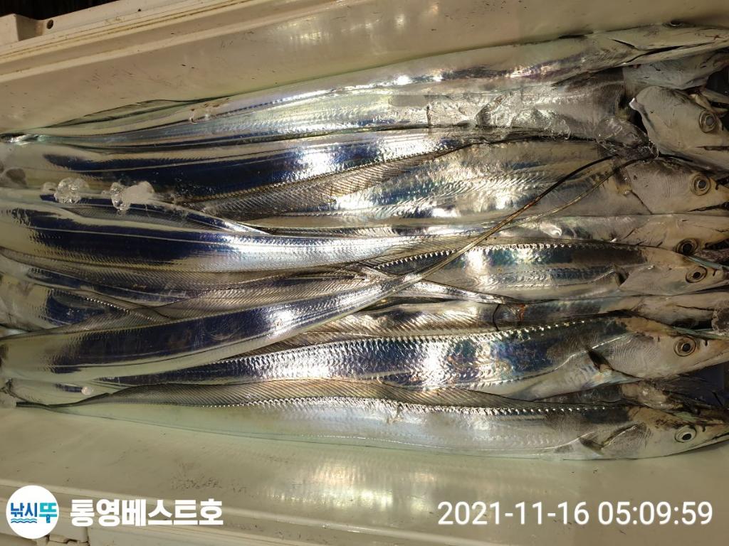 낚시뚜,갈치,풍화중부마을,통영 베스트호,낚시뚜4