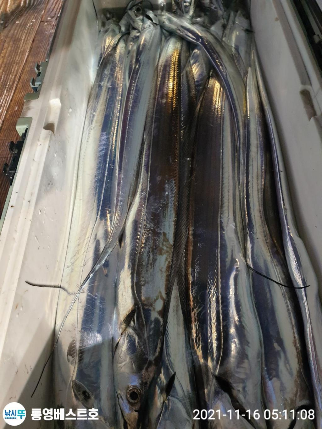 낚시뚜,갈치,풍화중부마을,통영 베스트호,낚시뚜2