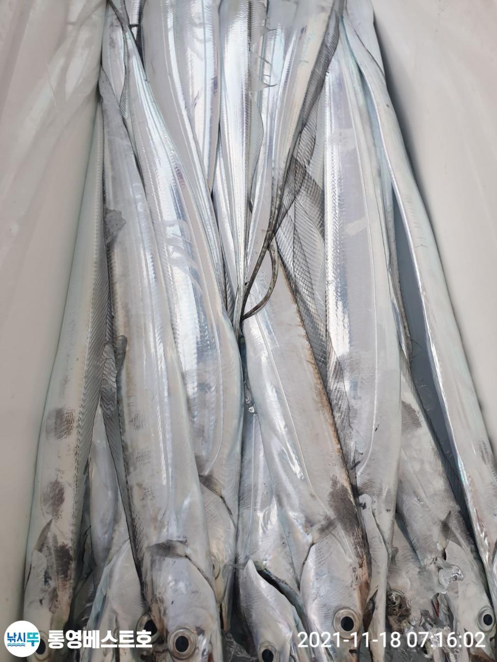 낚시뚜,갈치,풍화중부마을,통영 베스트호,낚시뚜6