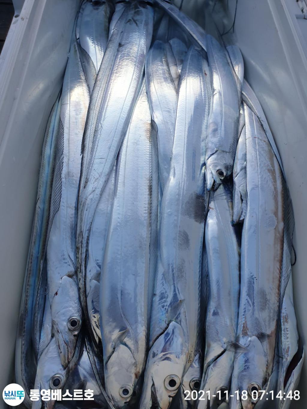 낚시뚜,갈치,풍화중부마을,통영 베스트호,낚시뚜1