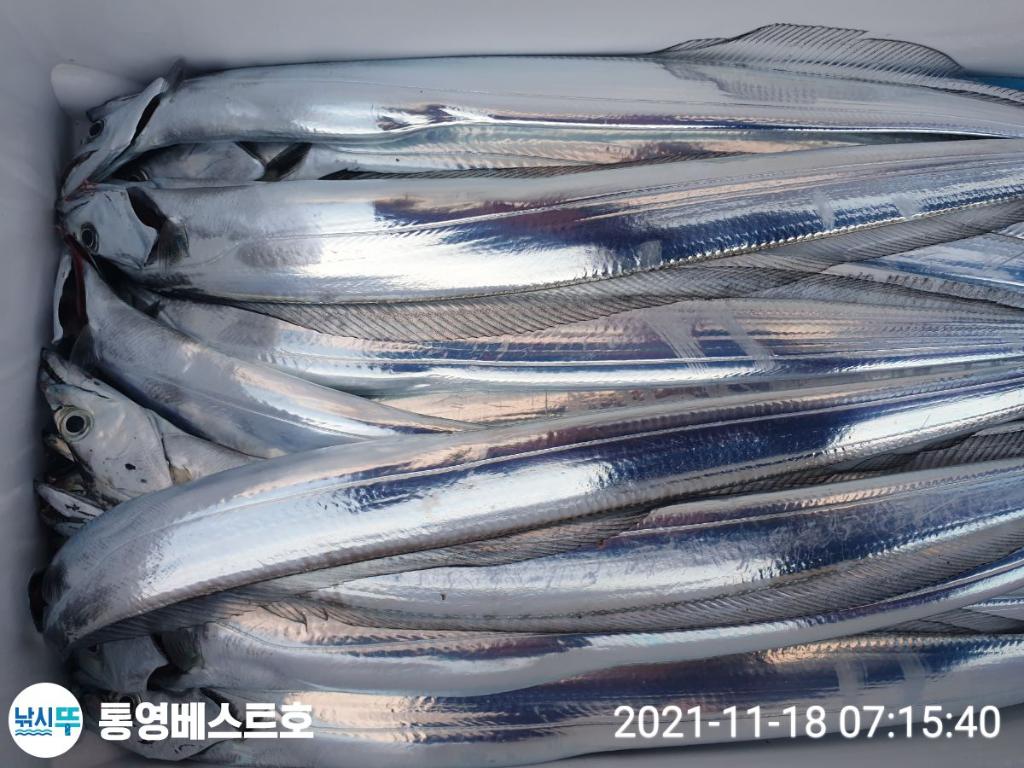 낚시뚜,갈치,풍화중부마을,통영 베스트호,낚시뚜0