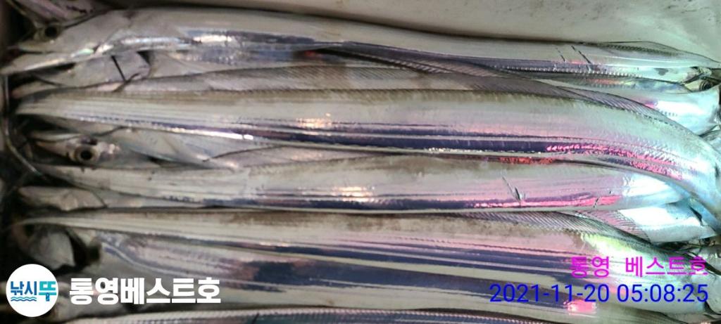 낚시뚜,갈치,풍화중부마을,통영 베스트호,낚시뚜29