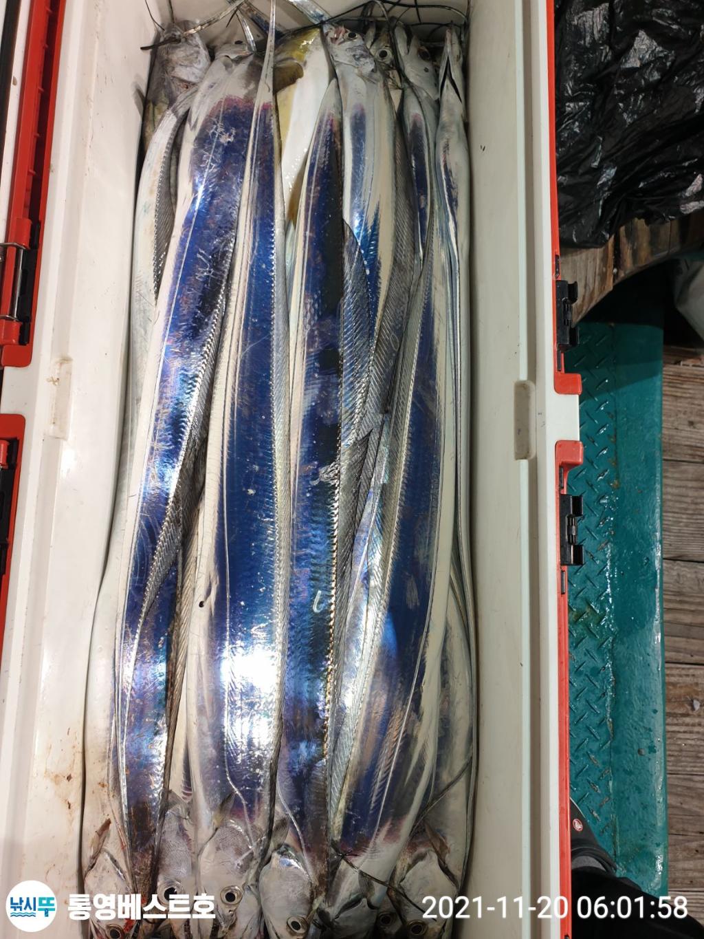 낚시뚜,갈치,풍화중부마을,통영 베스트호,낚시뚜26