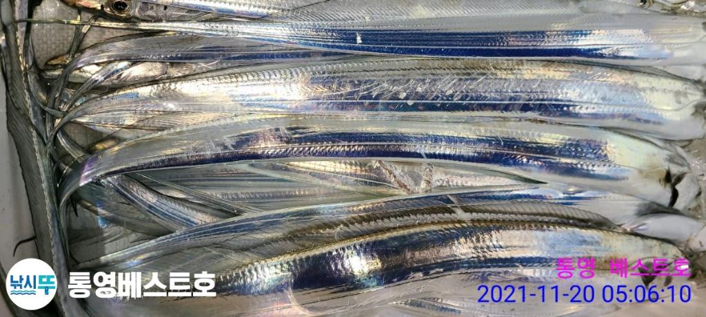 낚시뚜,갈치,풍화중부마을,통영 베스트호,낚시뚜25