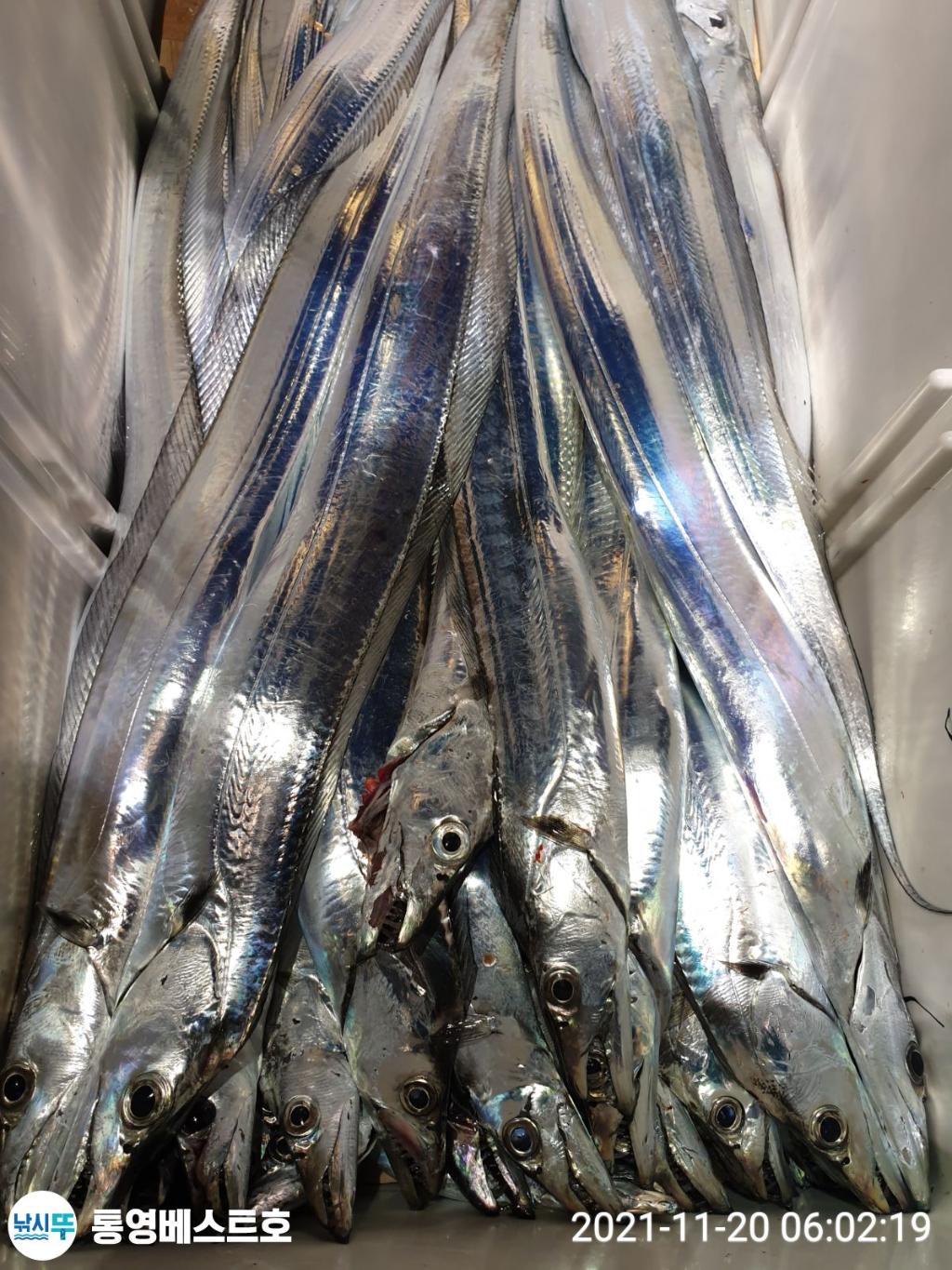 낚시뚜,갈치,풍화중부마을,통영 베스트호,낚시뚜24