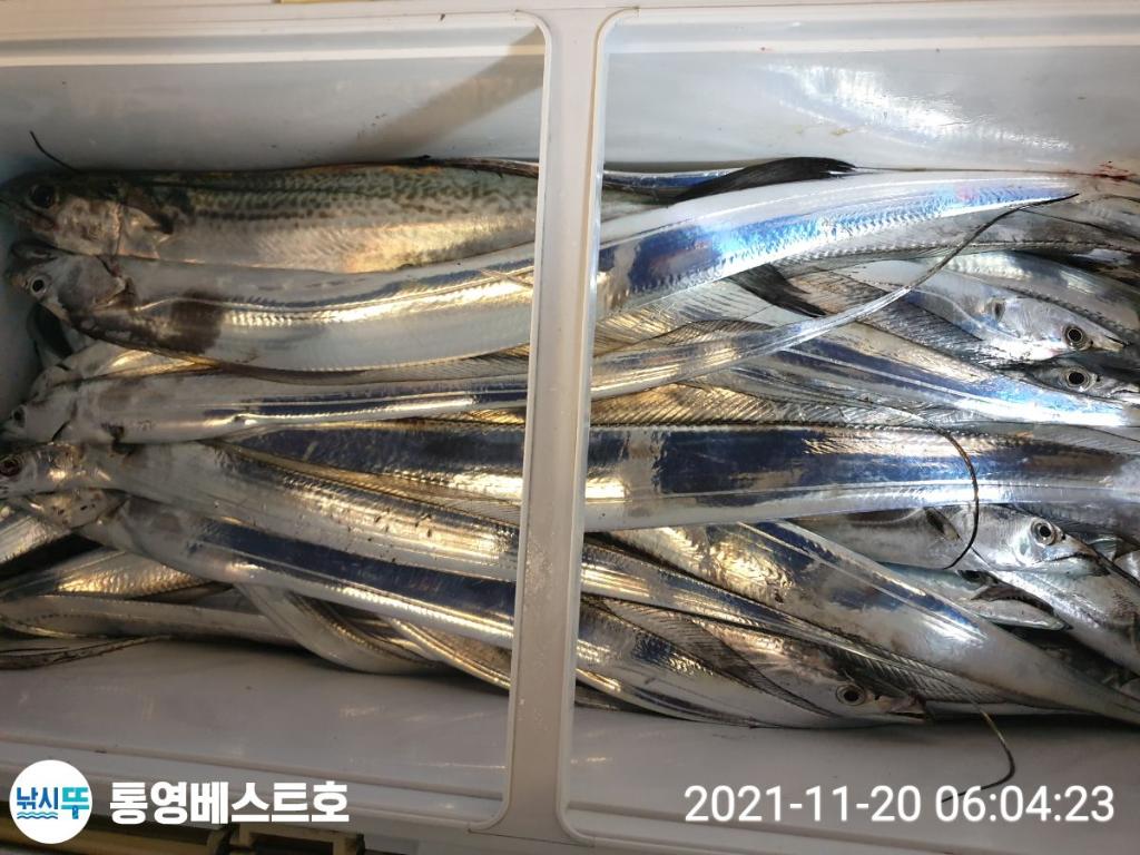 낚시뚜,갈치,풍화중부마을,통영 베스트호,낚시뚜21