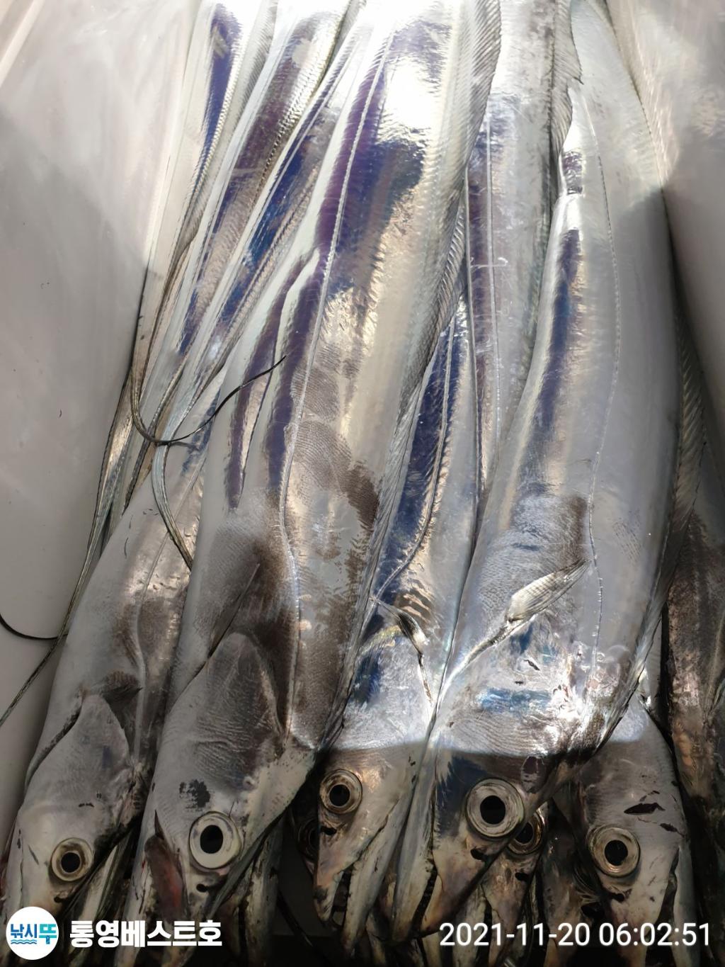 낚시뚜,갈치,풍화중부마을,통영 베스트호,낚시뚜19