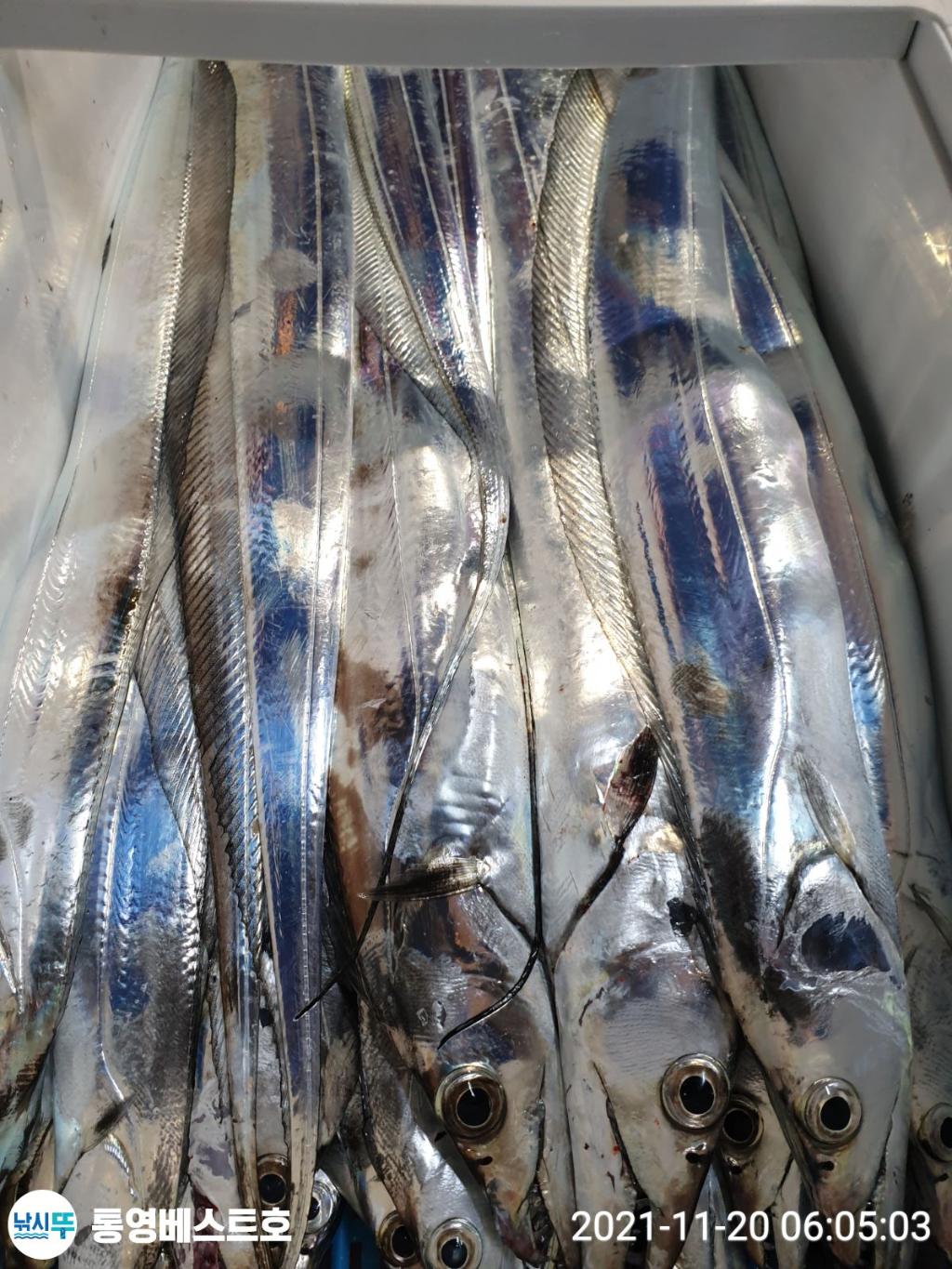 낚시뚜,갈치,풍화중부마을,통영 베스트호,낚시뚜14