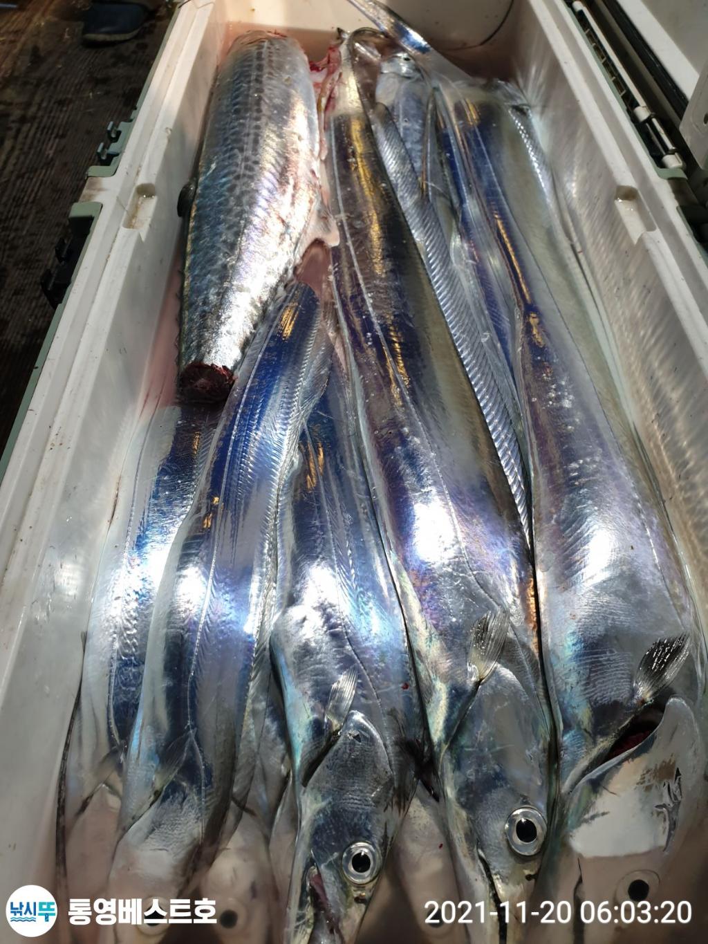 낚시뚜,갈치,풍화중부마을,통영 베스트호,낚시뚜0