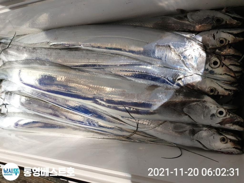 낚시뚜,갈치,풍화중부마을,통영 베스트호,낚시뚜17