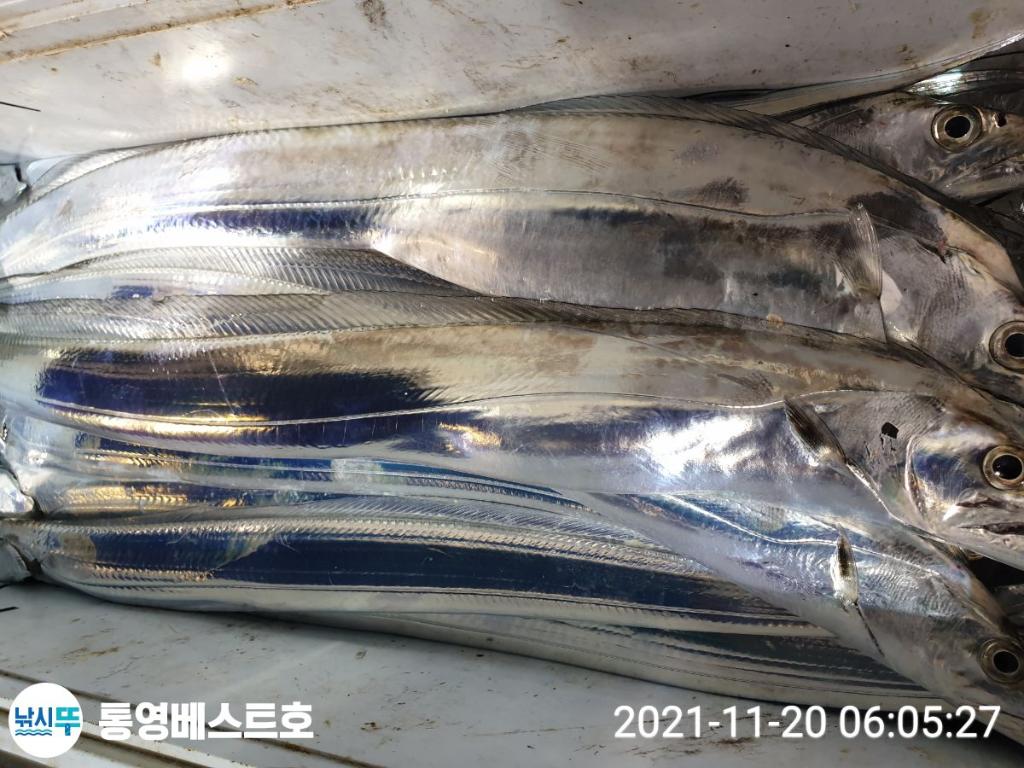 낚시뚜,갈치,풍화중부마을,통영 베스트호,낚시뚜16