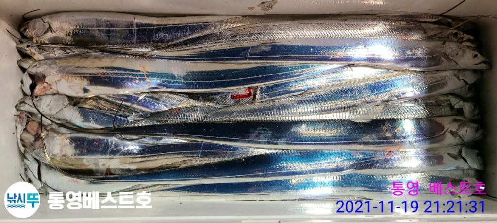 낚시뚜,갈치,풍화중부마을,통영 베스트호,낚시뚜15