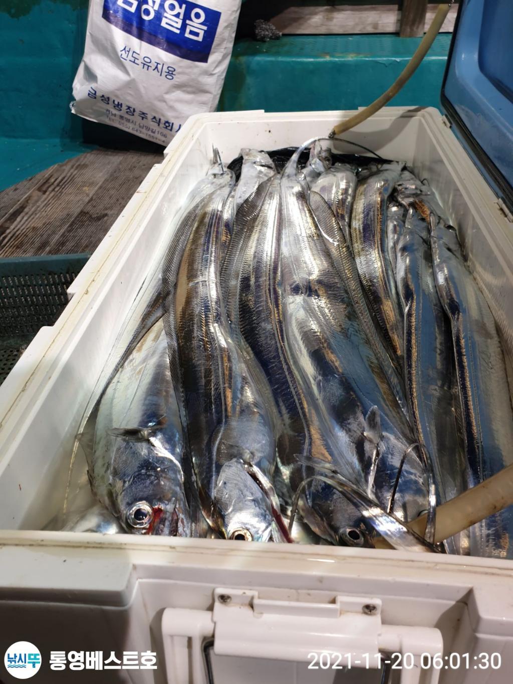 낚시뚜,갈치,풍화중부마을,통영 베스트호,낚시뚜1