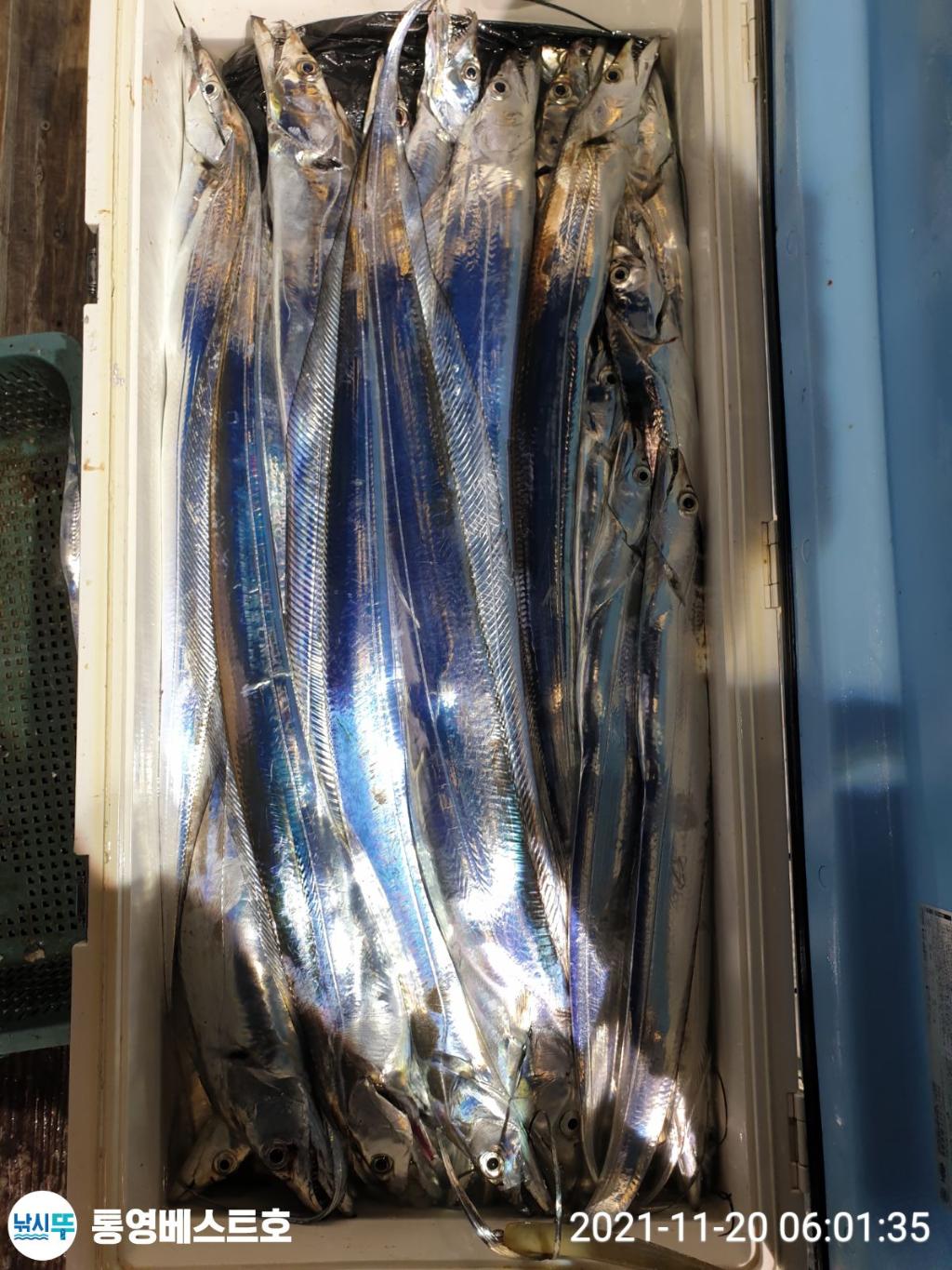 낚시뚜,갈치,풍화중부마을,통영 베스트호,낚시뚜8