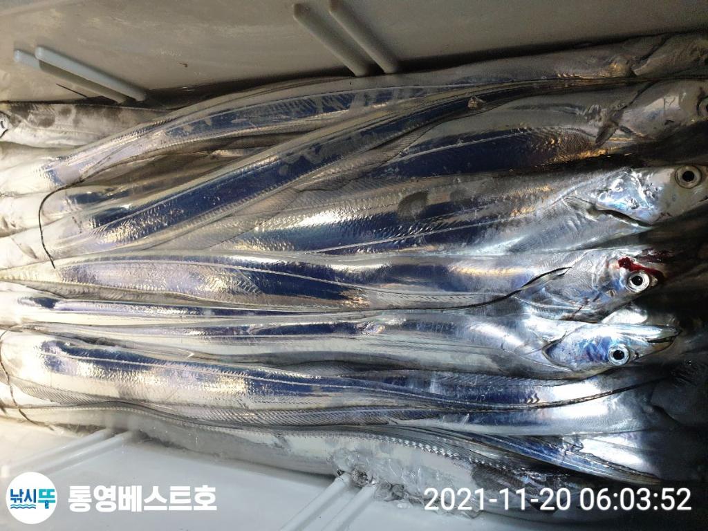 낚시뚜,갈치,풍화중부마을,통영 베스트호,낚시뚜9