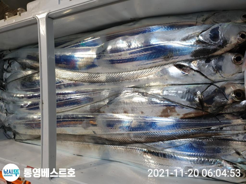 낚시뚜,갈치,풍화중부마을,통영 베스트호,낚시뚜7