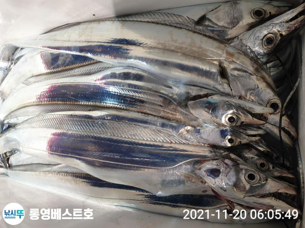 낚시뚜,갈치,풍화중부마을,통영 베스트호,낚시뚜6