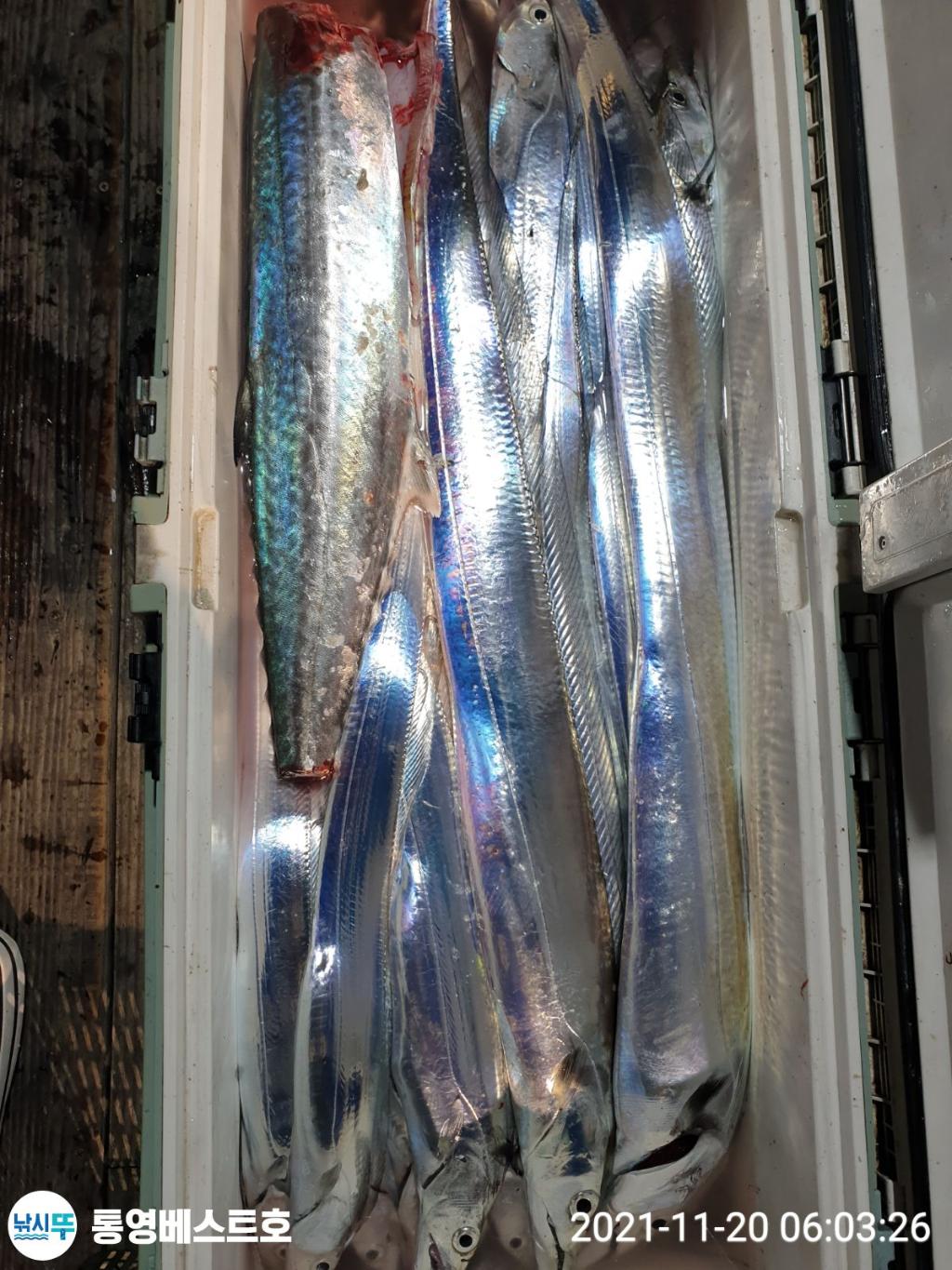 낚시뚜,갈치,풍화중부마을,통영 베스트호,낚시뚜4