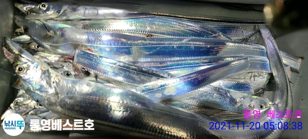 낚시뚜,갈치,풍화중부마을,통영 베스트호,낚시뚜5