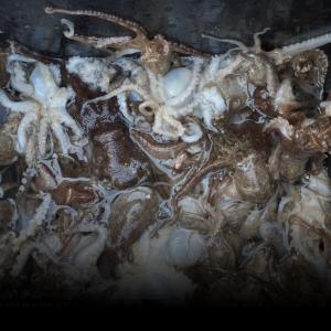 조황, 내일부터 쭈꾸미 출항합니다!!