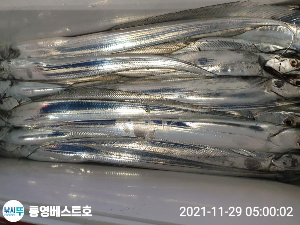 낚시뚜,갈치,풍화중부마을,통영 베스트호,낚시뚜5