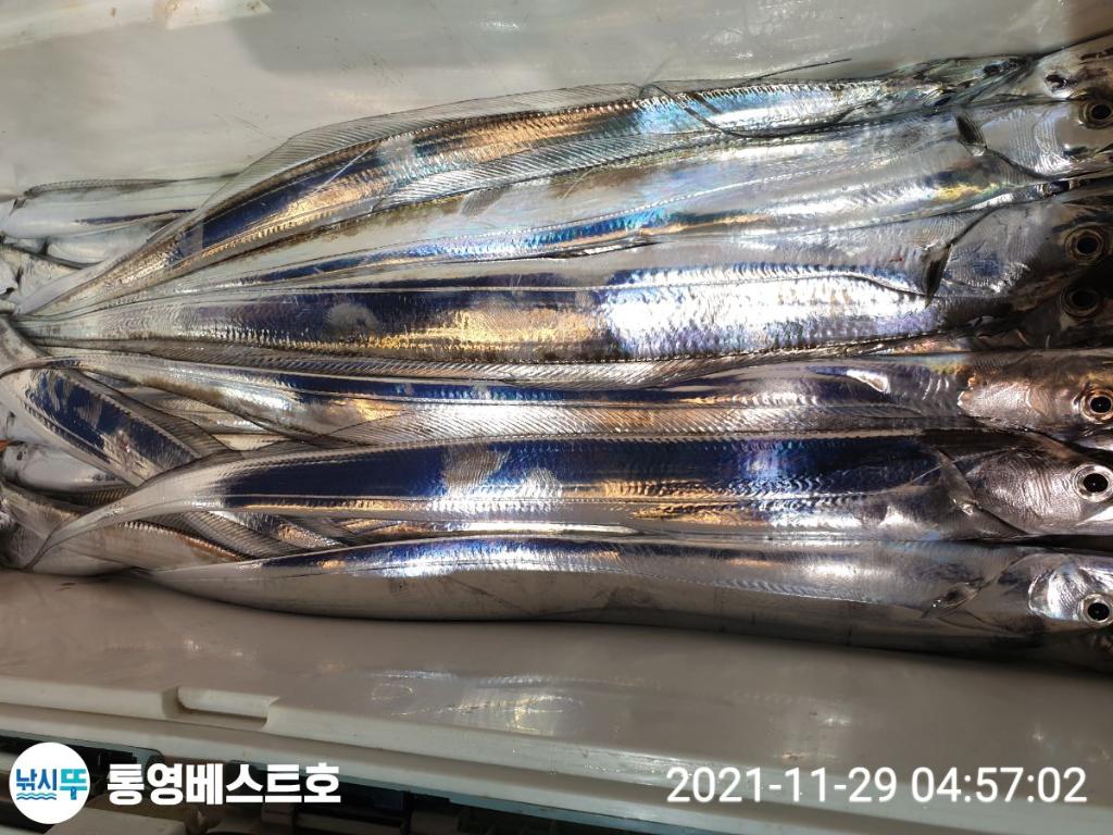 낚시뚜,갈치,풍화중부마을,통영 베스트호,낚시뚜10