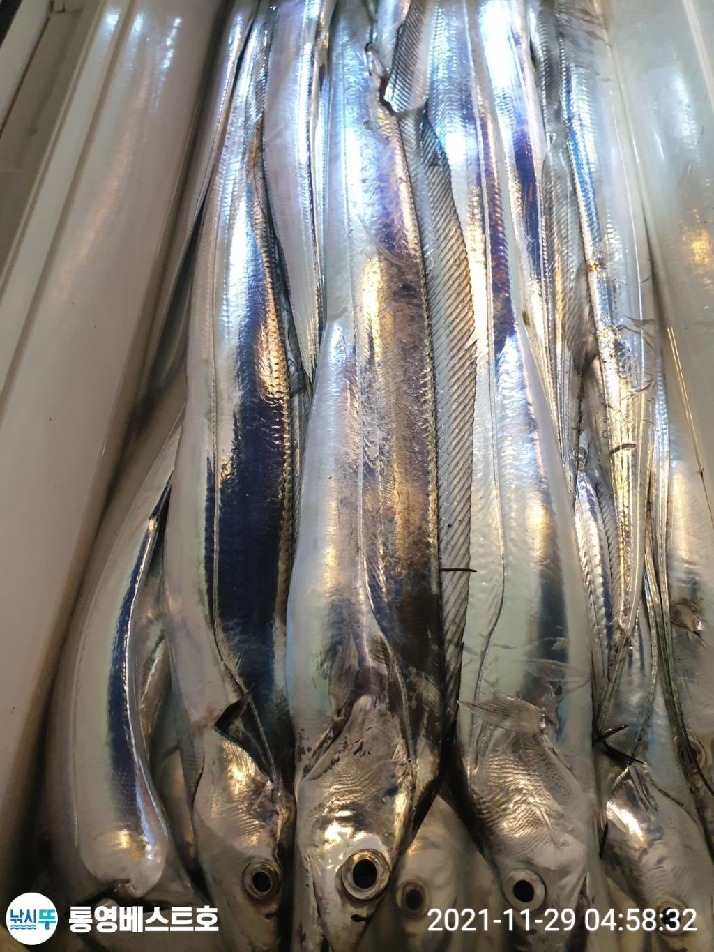 낚시뚜,갈치,풍화중부마을,통영 베스트호,낚시뚜1