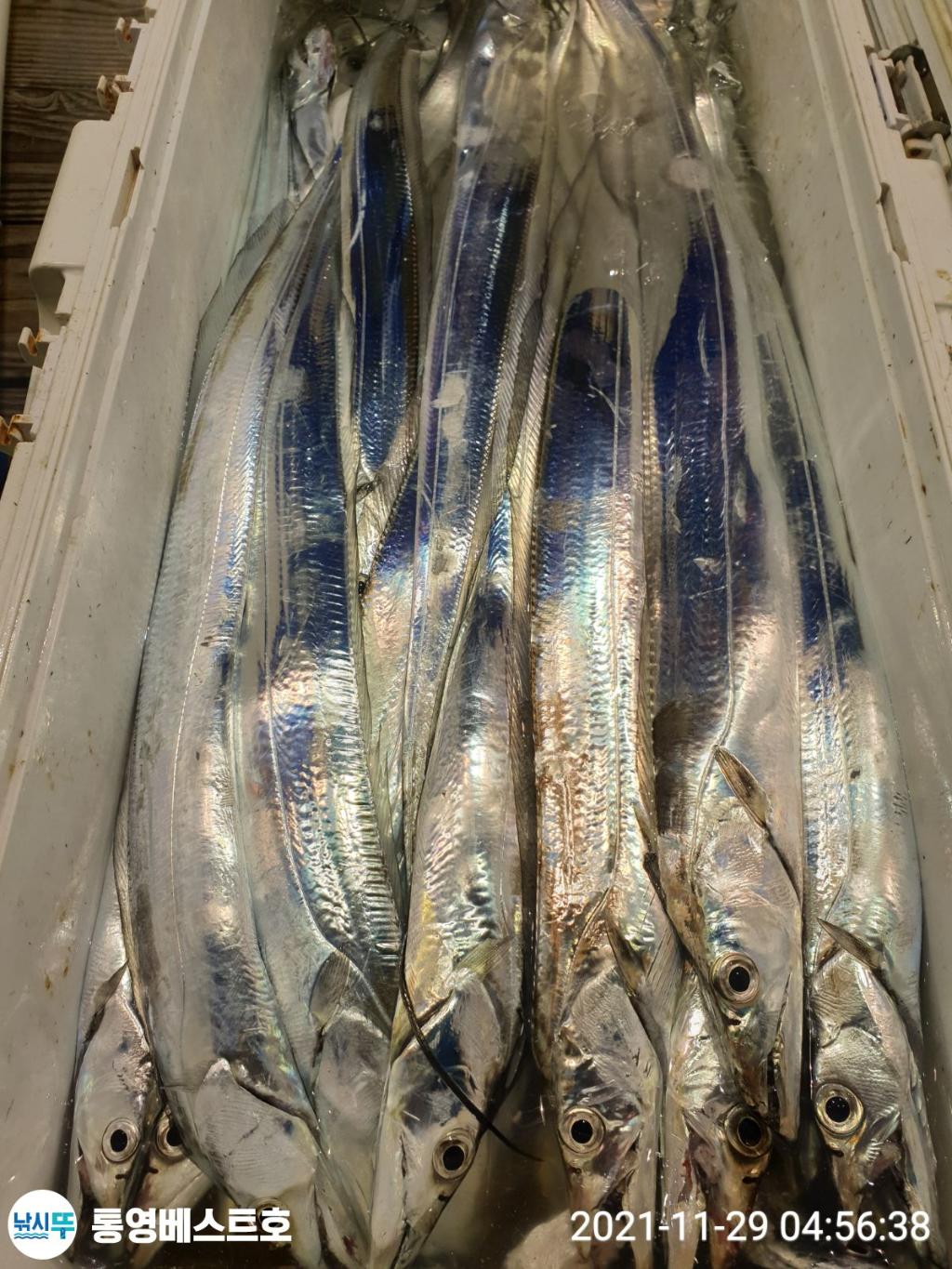 낚시뚜,갈치,풍화중부마을,통영 베스트호,낚시뚜0