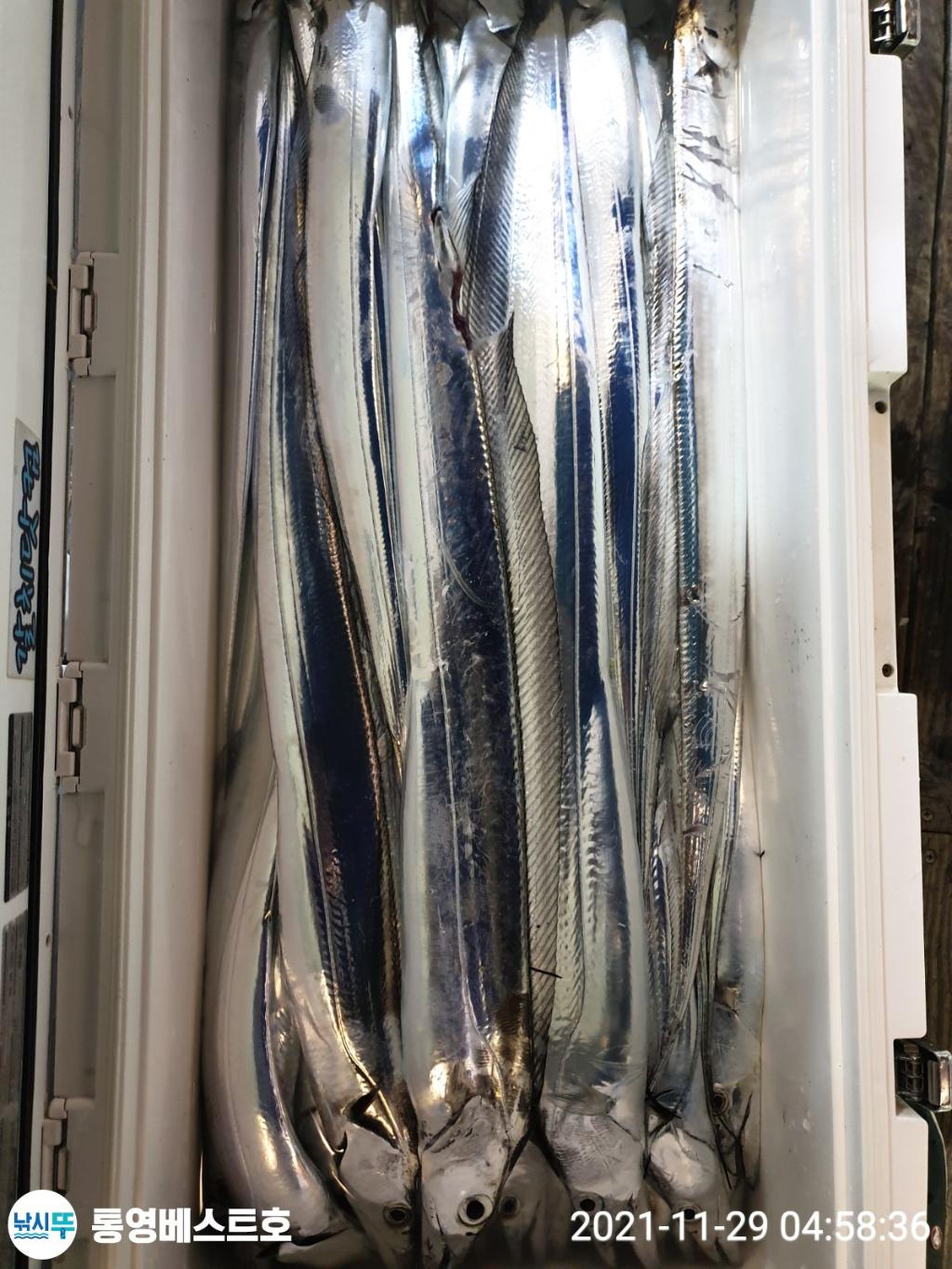 낚시뚜,갈치,풍화중부마을,통영 베스트호,낚시뚜2