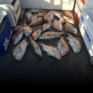 조황, 여수 내만권 참돔 타이 조황입니다 