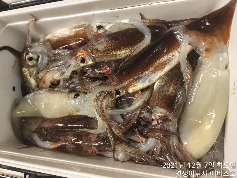 쭈꾸미/왕오징어~오늘.씨알큰놈들~손맛지데로보고!!예약가능