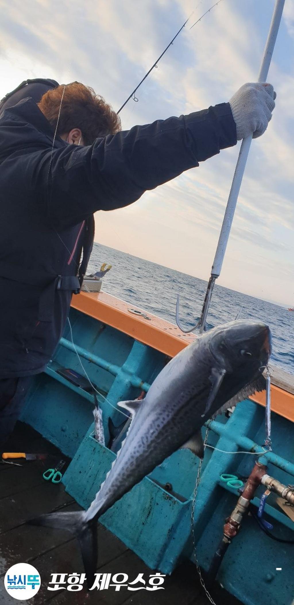 낚시뚜,방어,삼치,영일만항,포항 제우스호,낚시뚜22