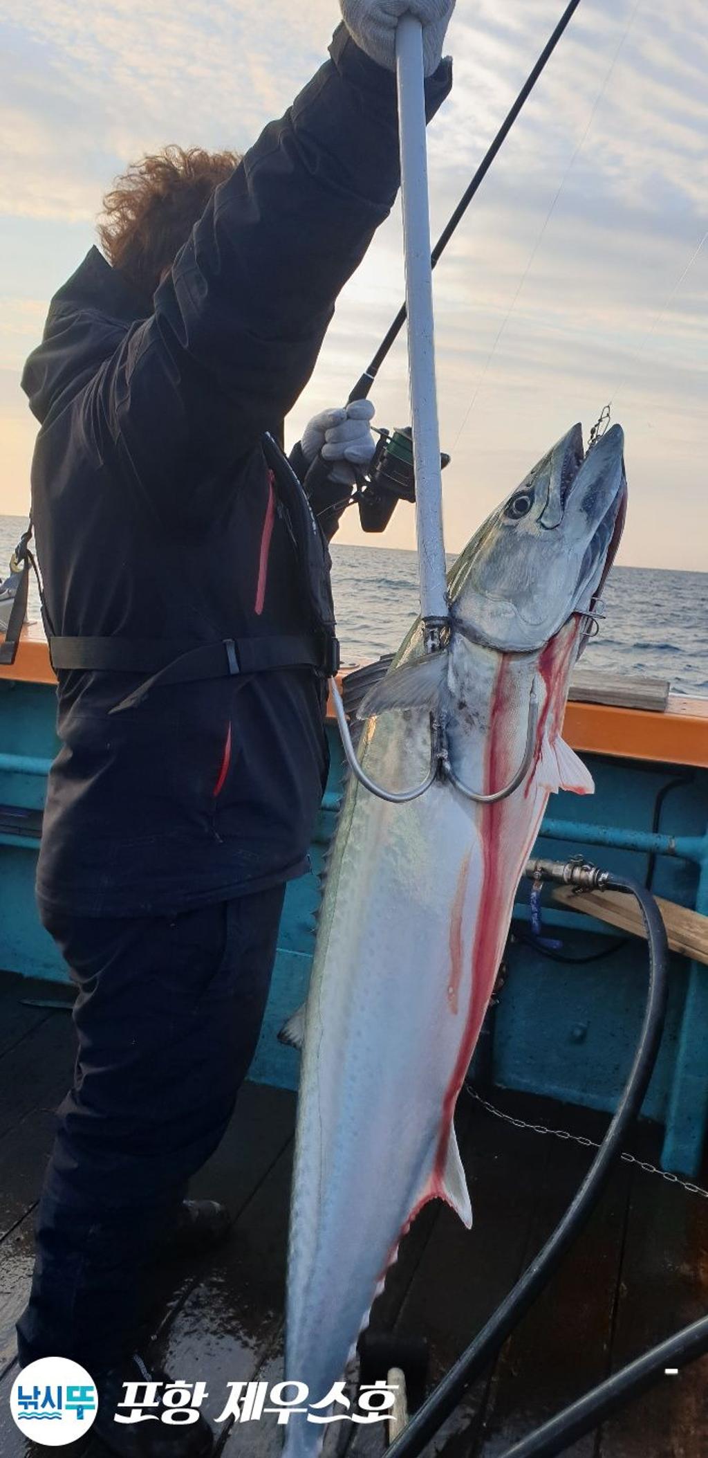 낚시뚜,방어,삼치,영일만항,포항 제우스호,낚시뚜18