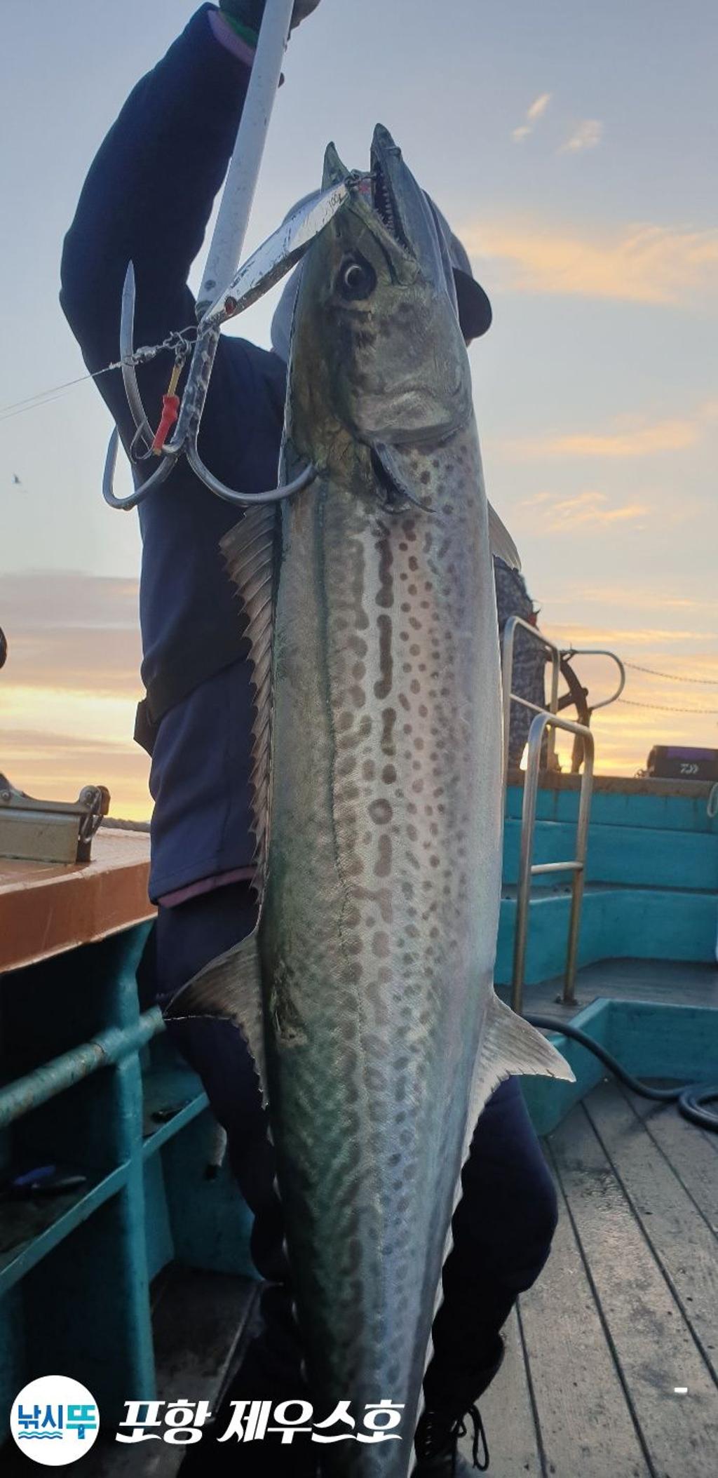 낚시뚜,방어,삼치,영일만항,포항 제우스호,낚시뚜13