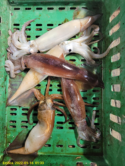 F1593131ZM.jpg