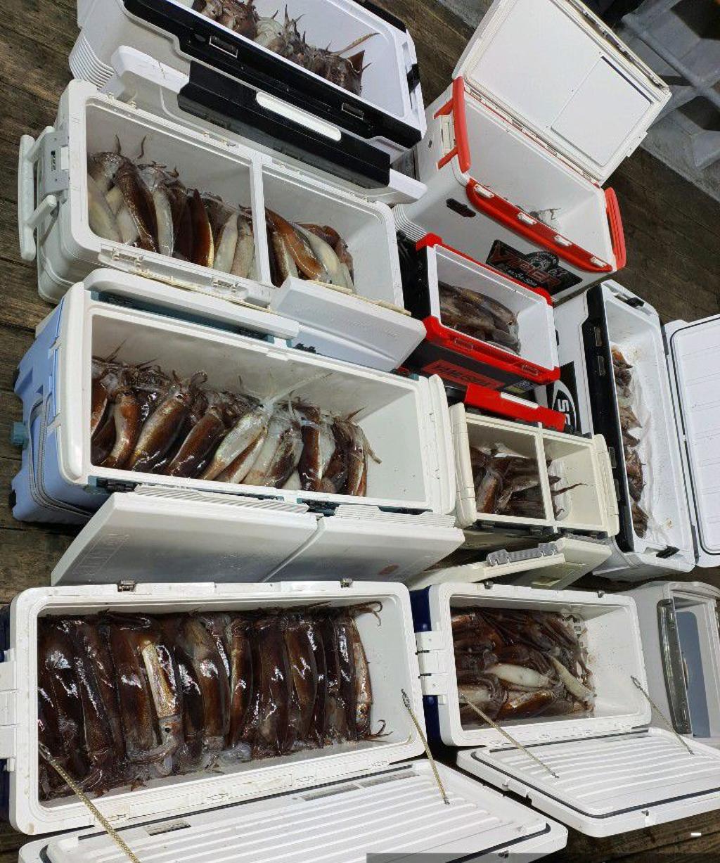 빅토리점 왕오징어 물때좋은오늘부터 예약가능