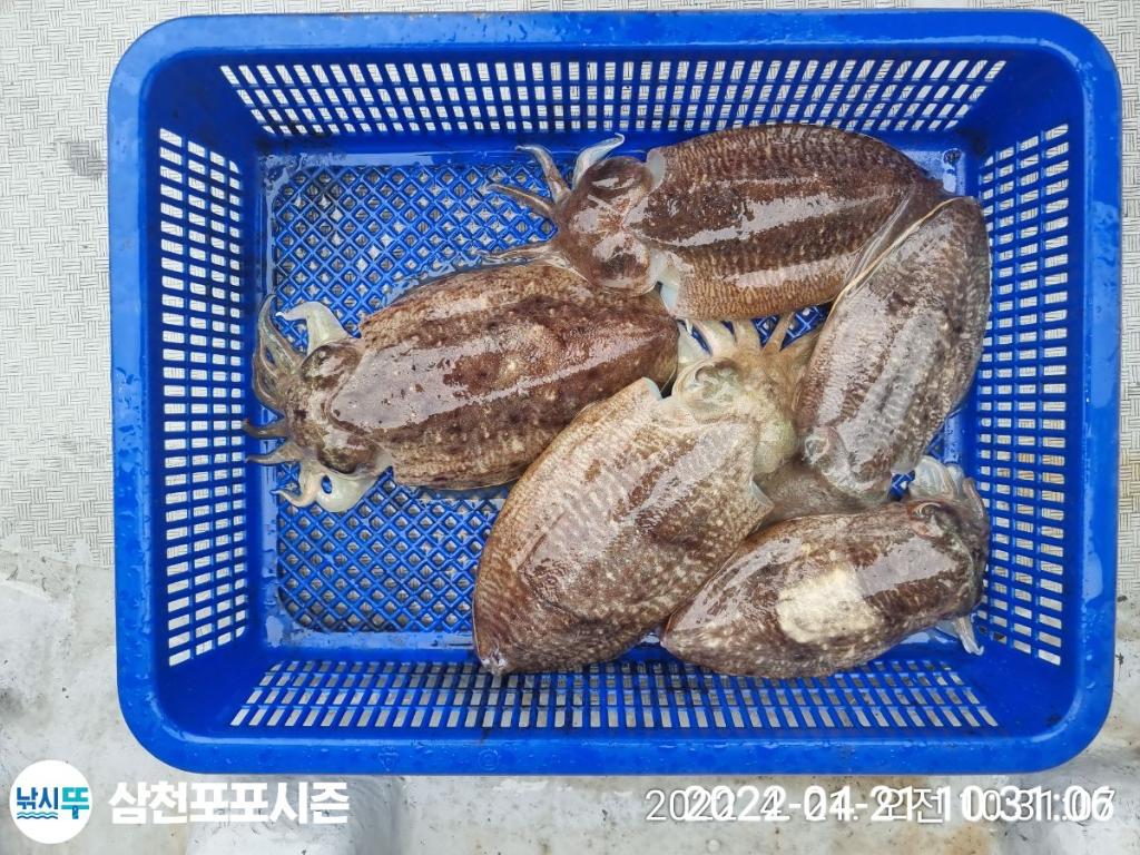 F1658333SG.jpg