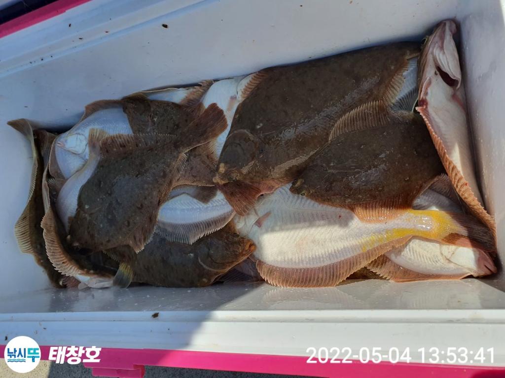 (東)동해조황 - 4일)최종!왕도다리와 참가자미 쿨러가득~!목:오후여유석