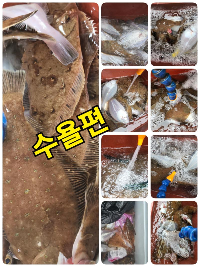 참가자미 금주 폭탄마릿수푸레이드! 금 토 일 완전운동장! 황제낚시모집중! (뉴대양호)
