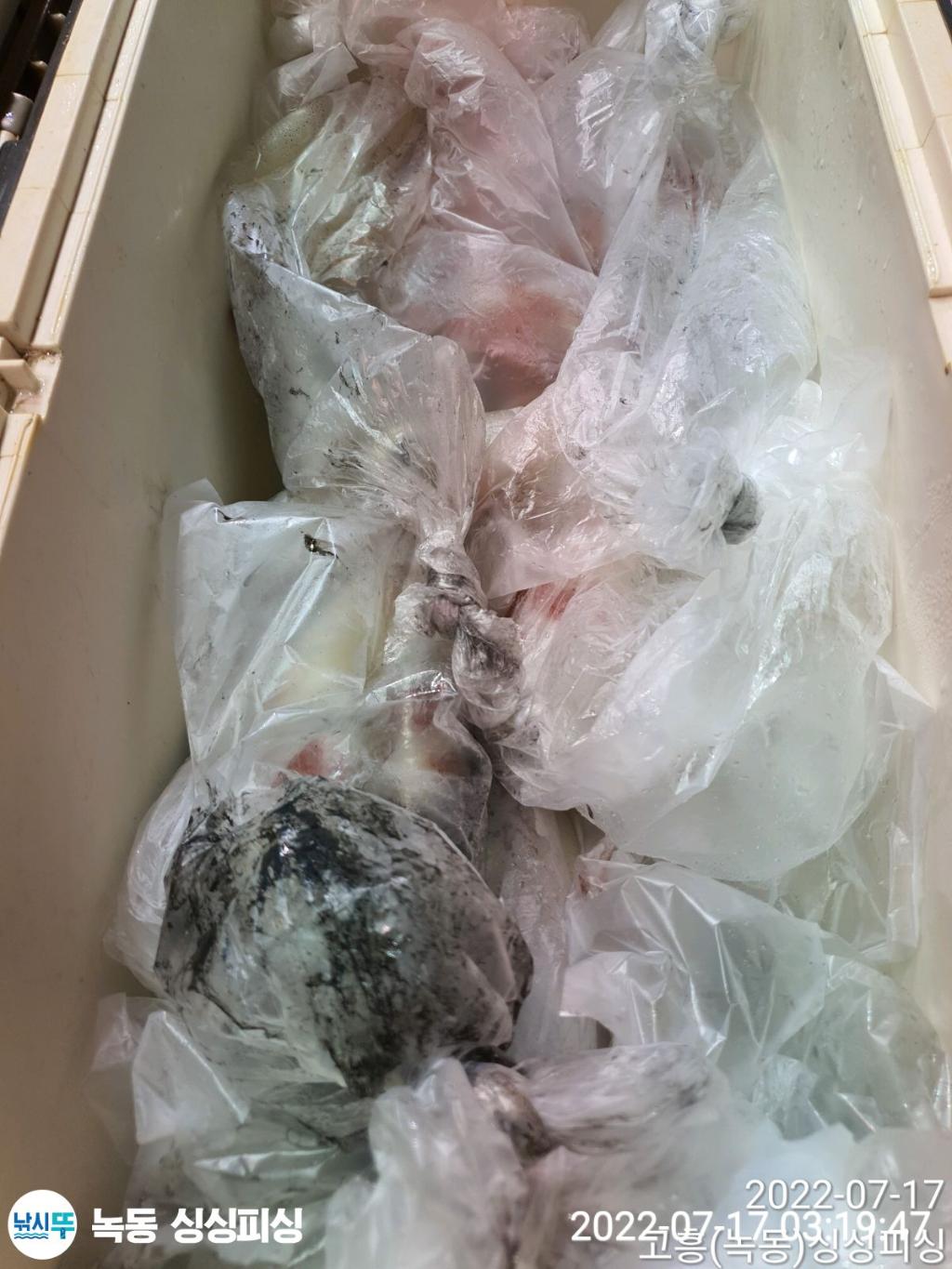 (녹동싱싱피싱)대물한치한가득퍼담아왔습니다초저녁부터덩실덩실시원한입질조사님들마다차이가~애기선택