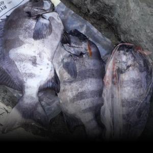 조황, 장도.초도..비박 다녀왔습니다~