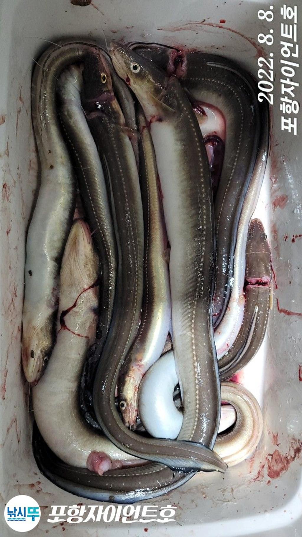 밤장어 조황굿 입니다.