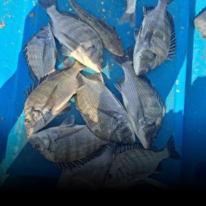 조황, 오늘은3자넘는것이더많내요