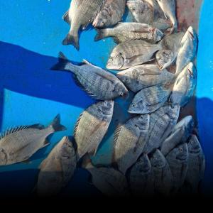 조황, 카고감성돔