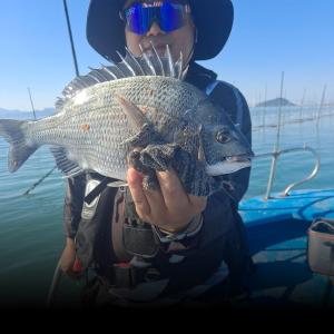 조황, 카고감성돔